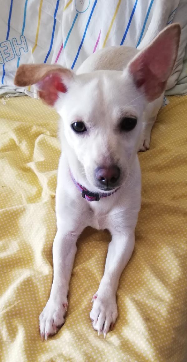 Kira (2020) - Taglia Piccola Cerca Casa!